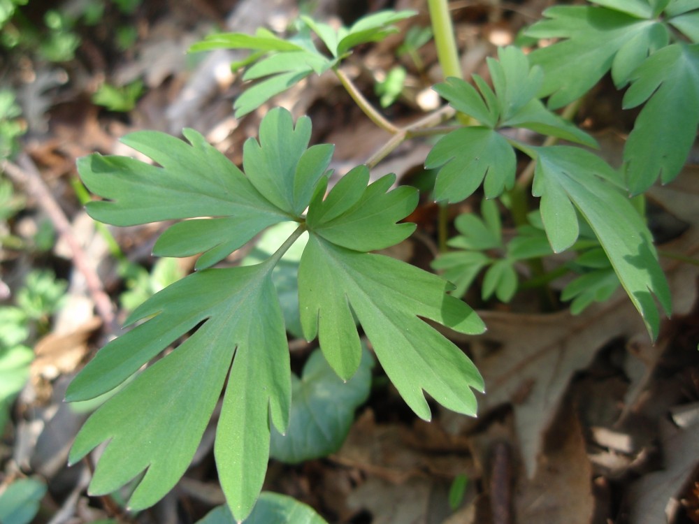 Corydalis cava